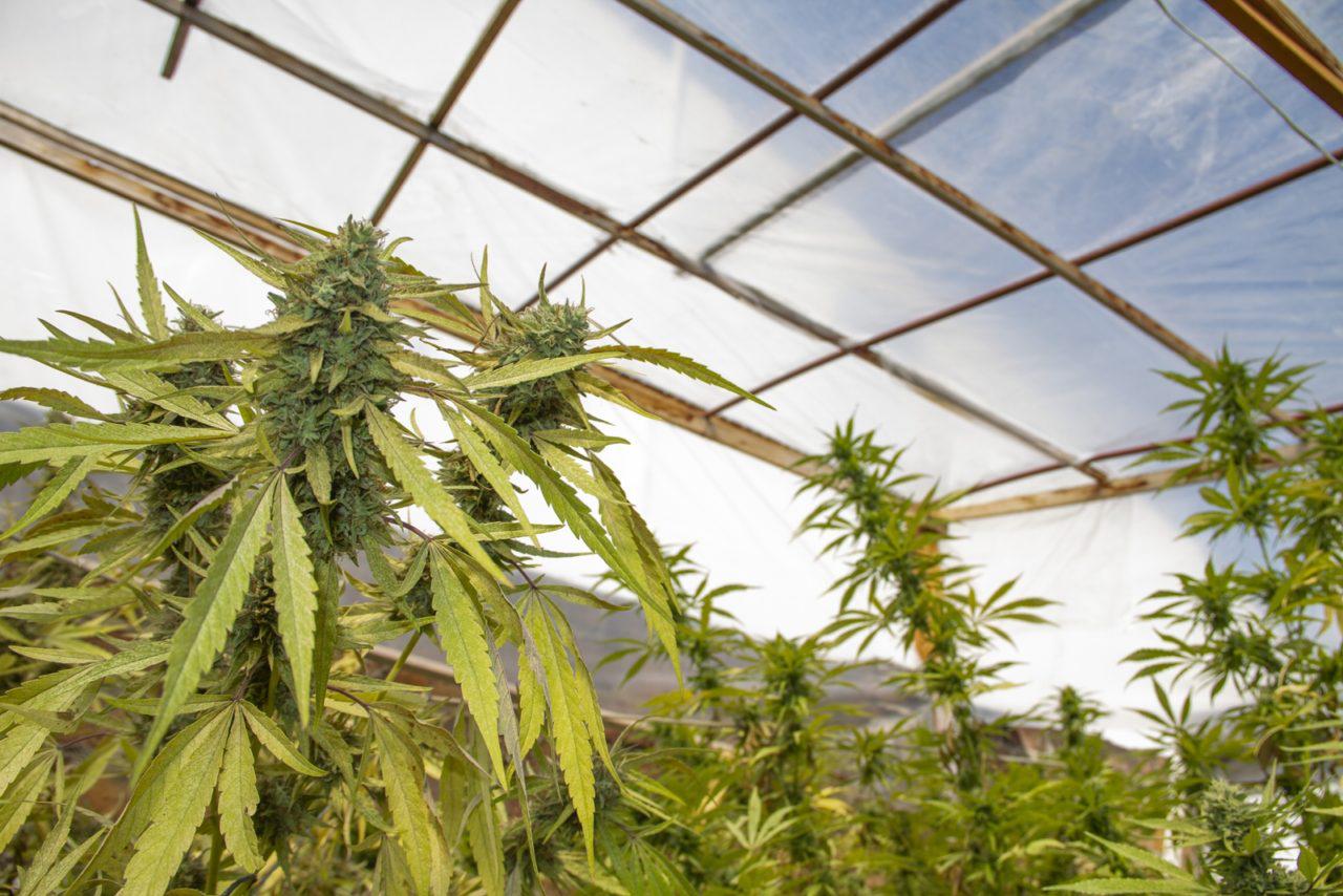 Marihuana-en-terrazas-y-balcones-2-e1684181209872