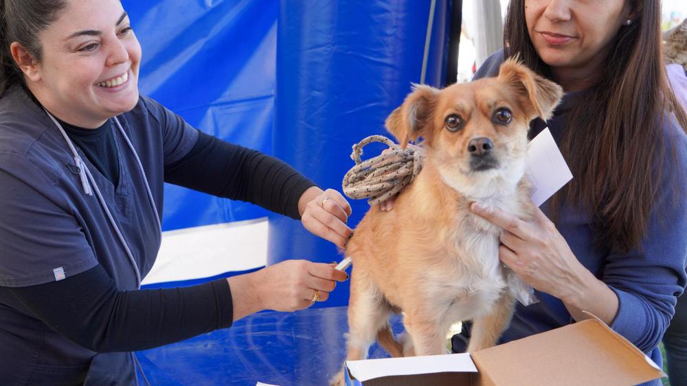 Día del Animal en VL (1)